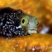 blenny_secretary_dome_nwp_h_0222_tci2173.jpg